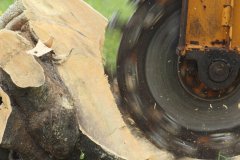 Green-Shadow-Tree-Service-2