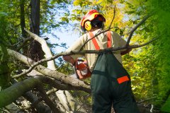 Green-Shadow-Tree-Service5