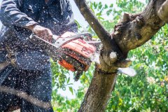 Green-Shadow-Tree-Services-1