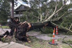 Green-Shadow-Tree-Services-2