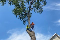 Green-Shadow-Tree-Services-3