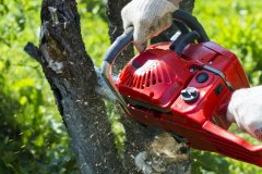 Green-Shadow-Tree-service-1