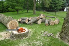 Green-Shadow-Tree-service-4