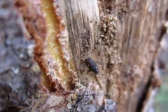 Green-Shadow-Tree-service